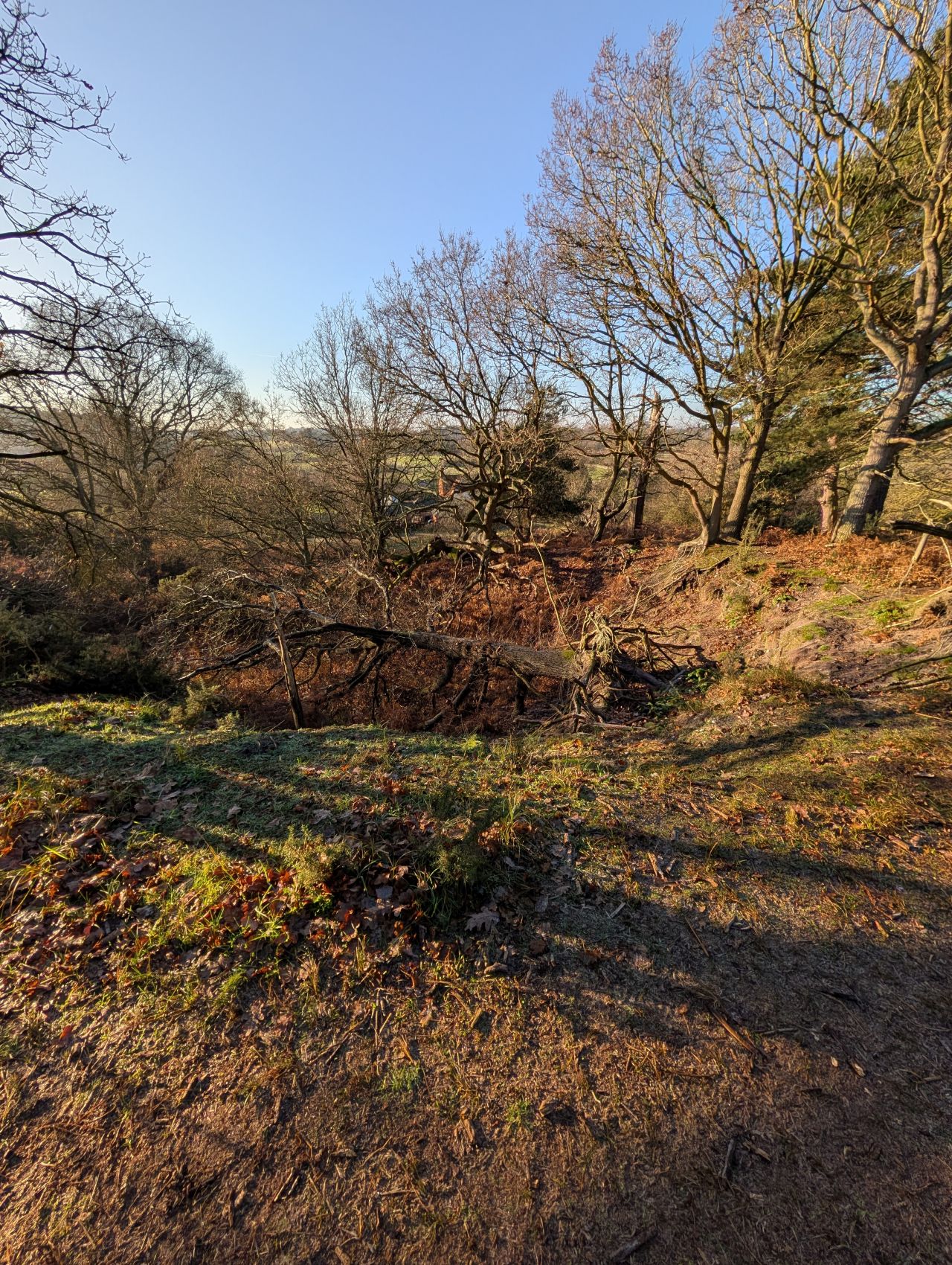 2025-12-31 03 Dunwich Forest.jpg