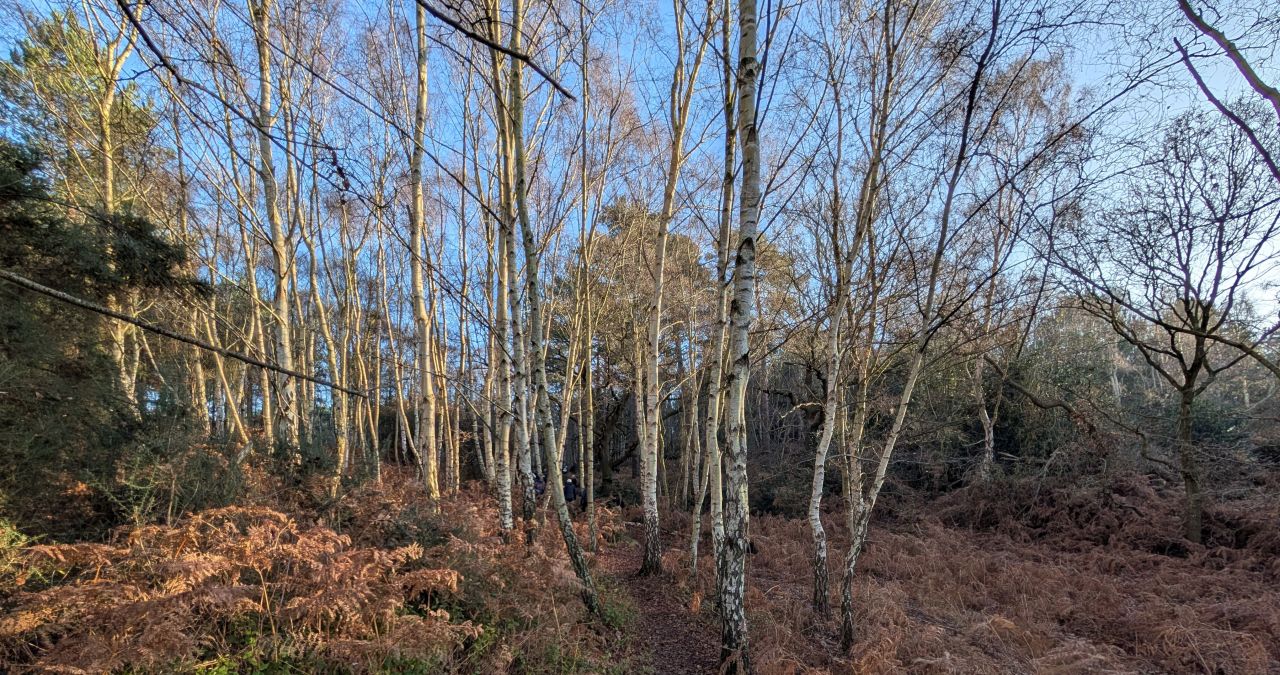 2025-12-31 04 Dunwich Forest.jpg