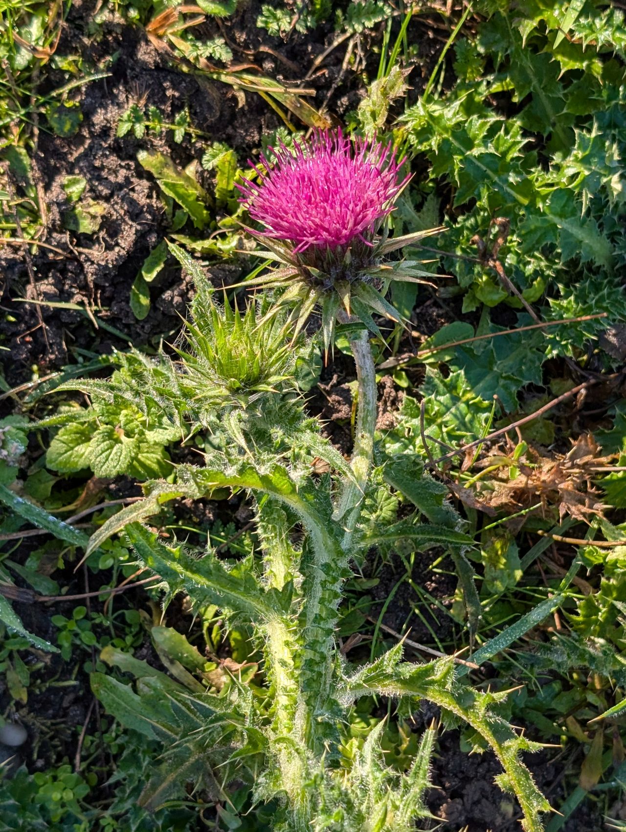 2025-12-31 05 Dunwich Forest.jpg