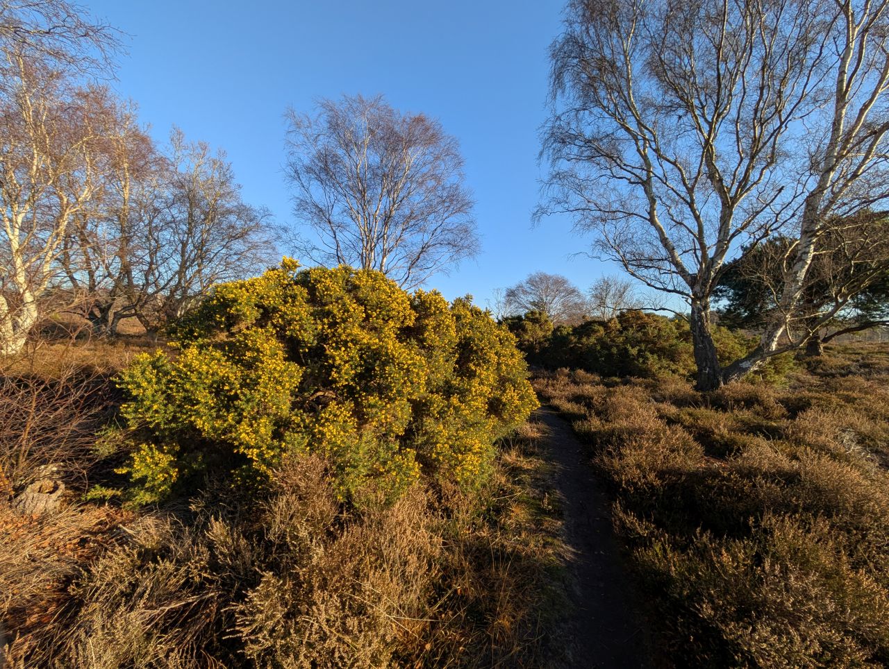 2025-12-31 06 Dunwich Forest.jpg
