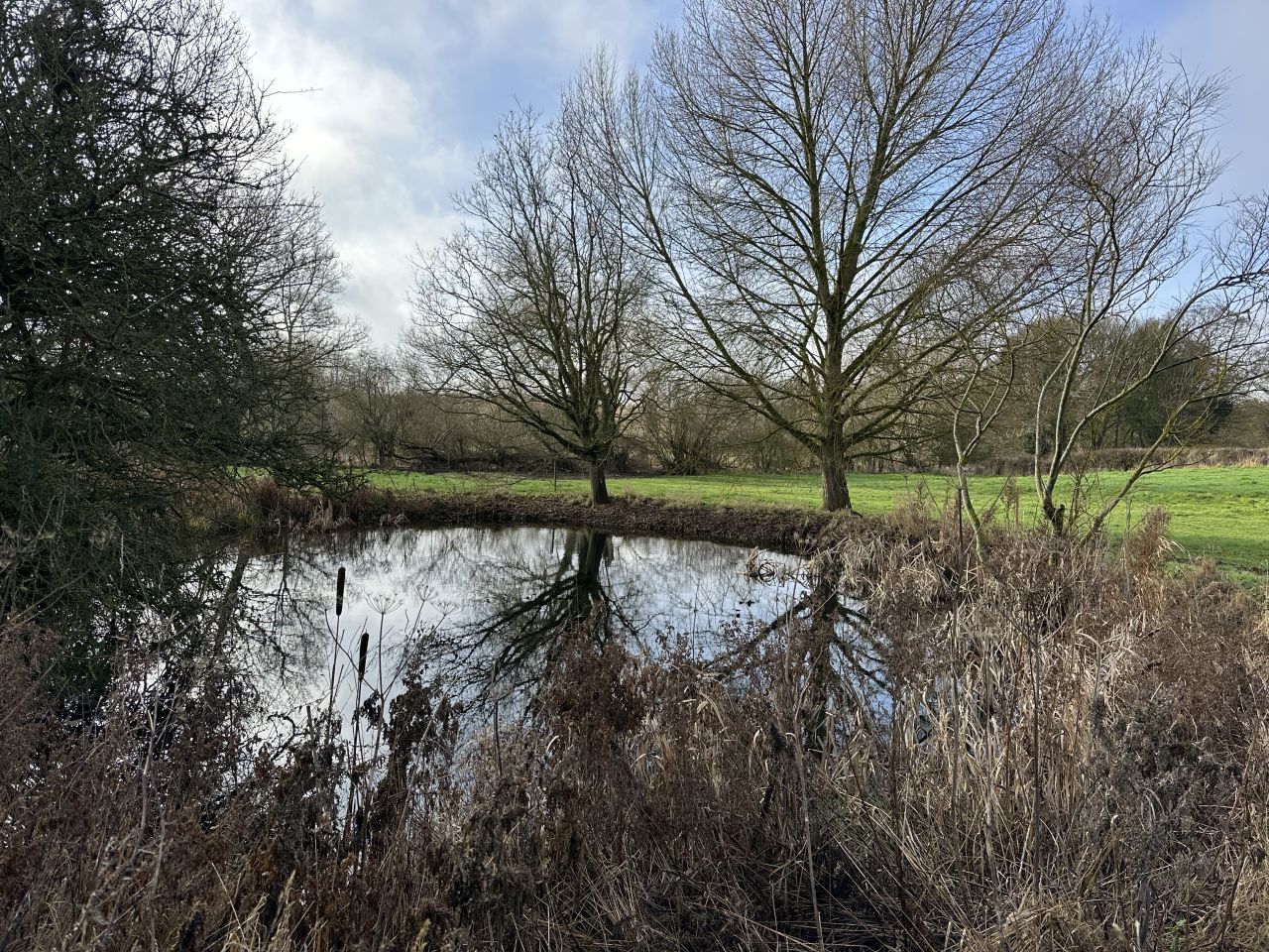 2026-02-08 01 Denton Woods.jpg