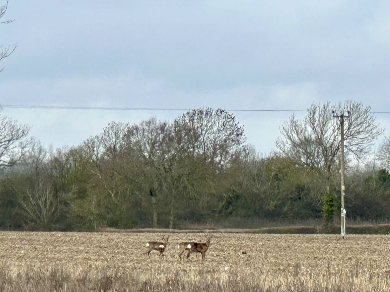 2026-02-08 06 Denton Woods.jpg