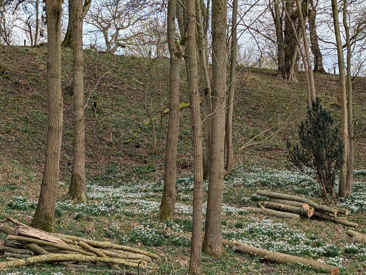 2026-02-18 05 Homersfield and Denton.jpg