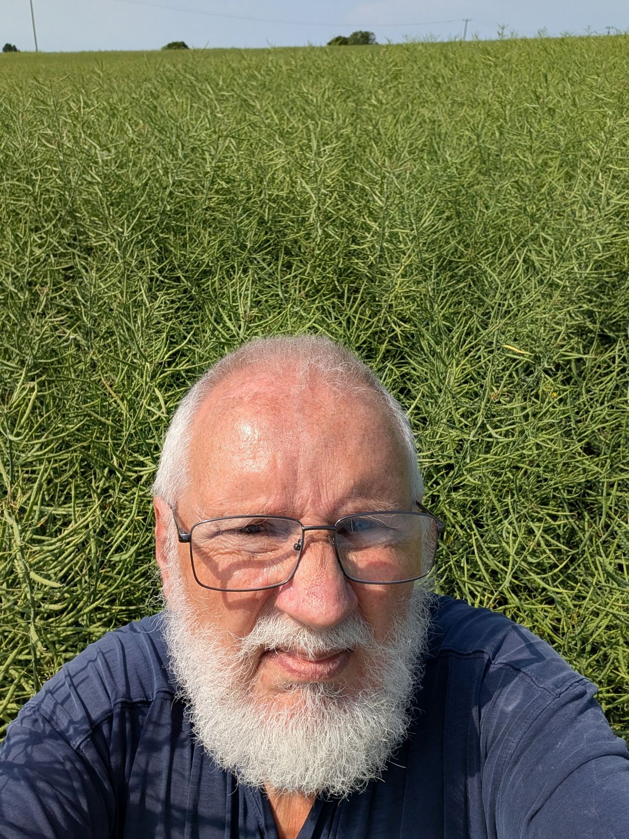 2026-05-27 02 Trapped by Oilseed Rape.jpg