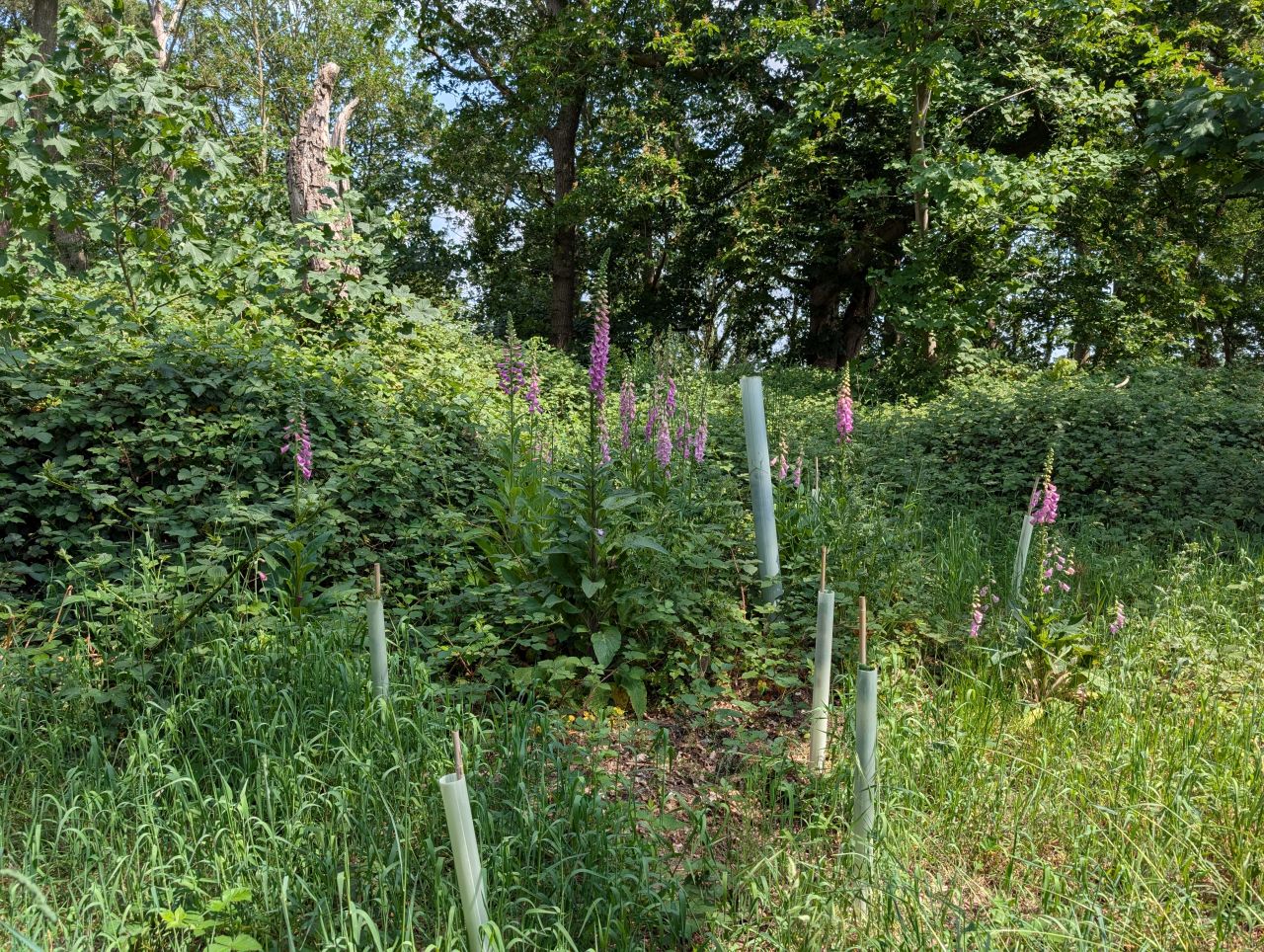 2026-05-27 04 Homersfield Community Wood.jpg