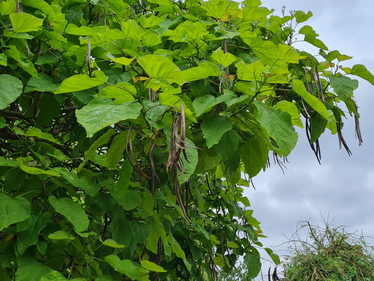 2024-06-30 03 Catalpa bignonioides Indian bean tree.jpg