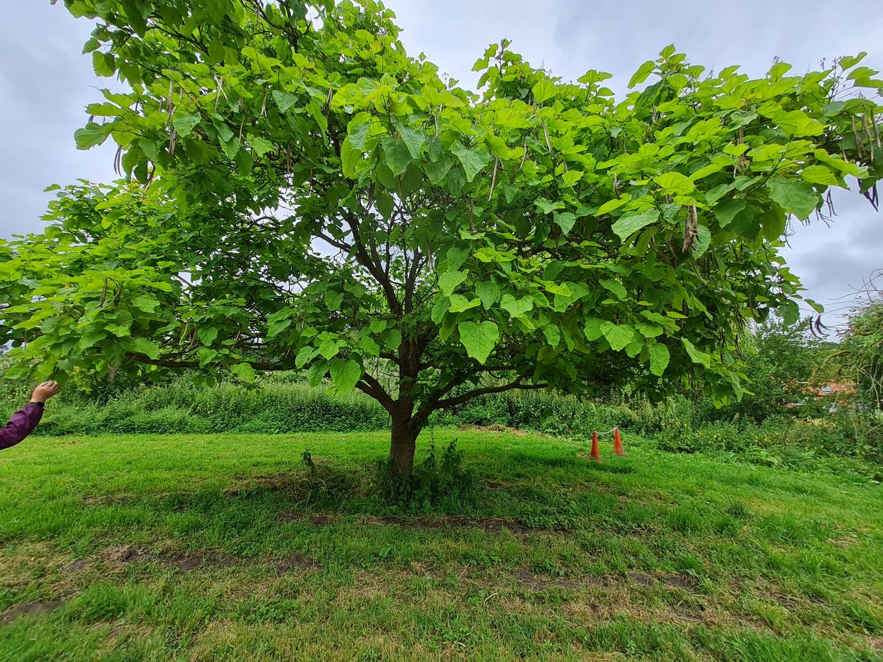 2024-06-30 04 Catalpa bignonioides Indian bean tree.jpg
