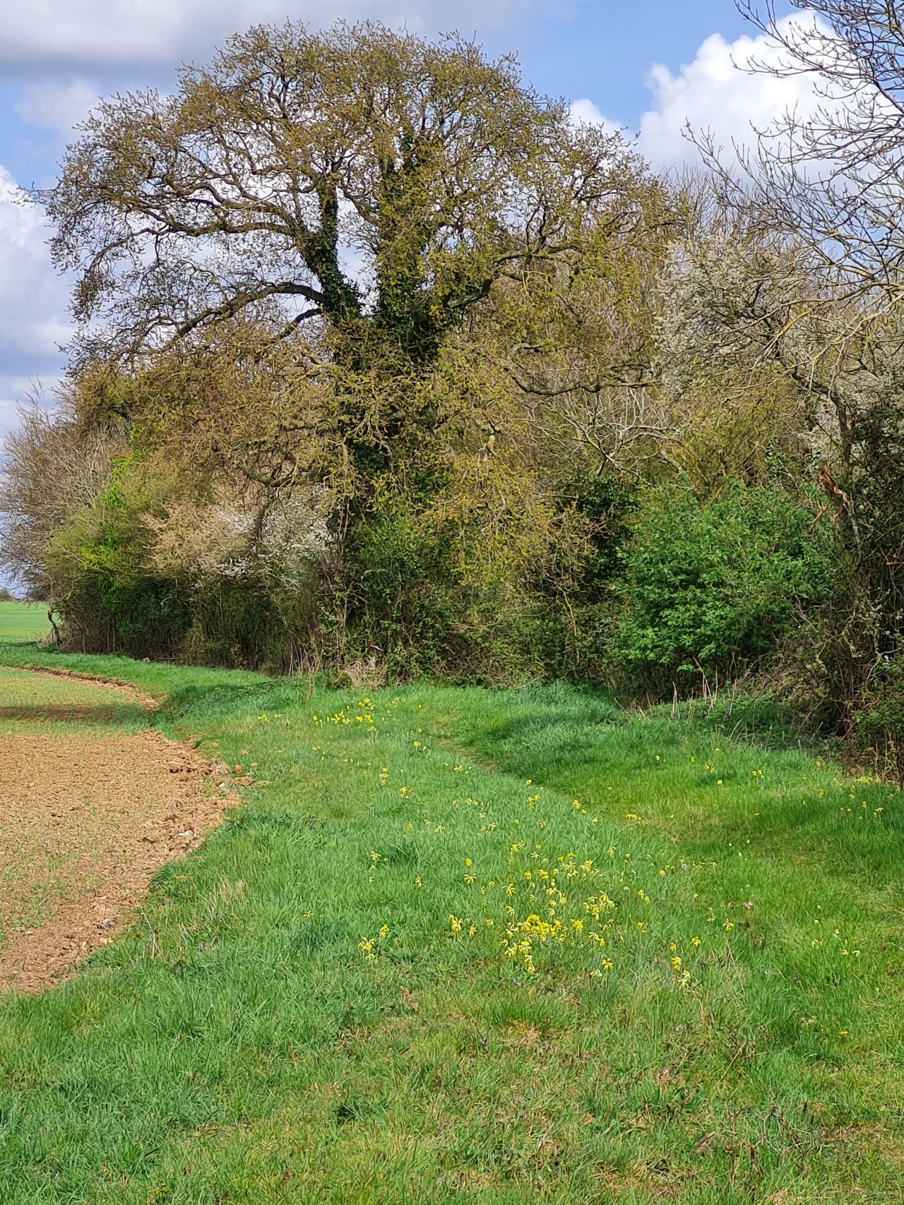 2025-04-14 26 Wattisfield.jpg