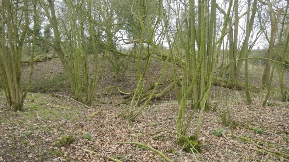 2019-02-20 04 NT Castle Hill Motte and Bailey.JPG