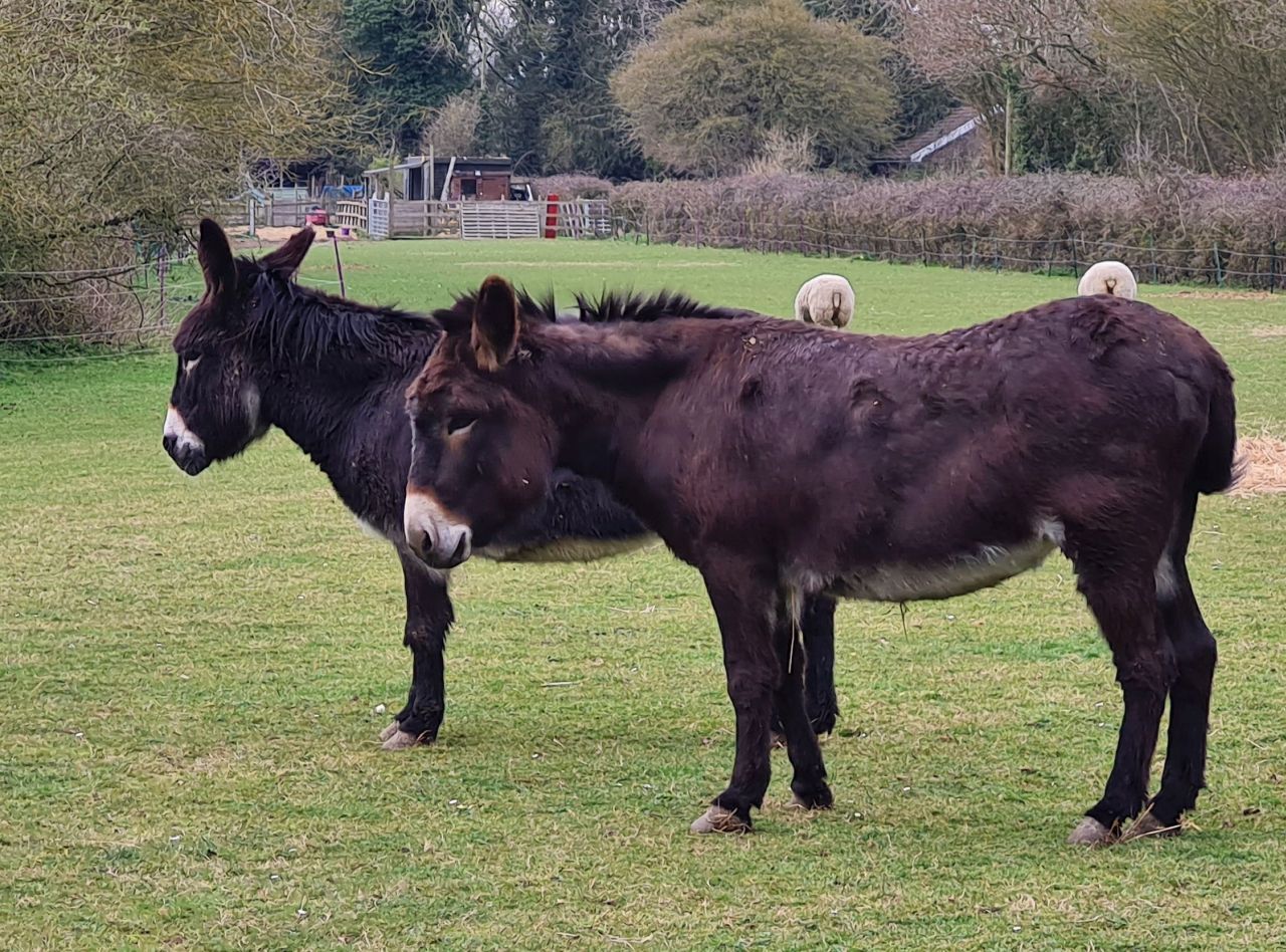 2025-03-22 05 Alburgh and Denton.jpg