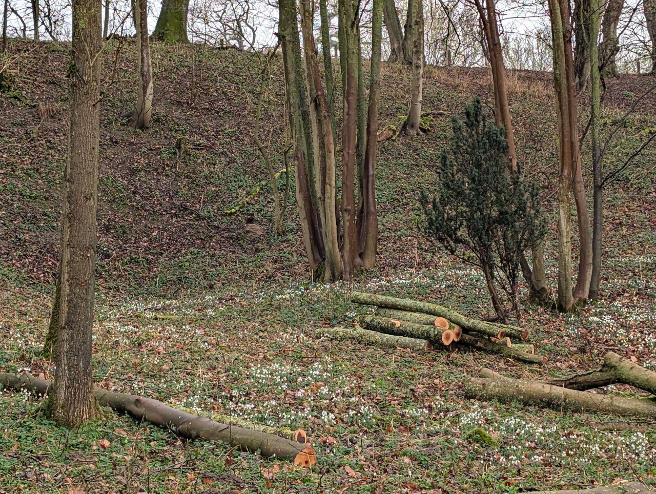 2026-01-28 03 Alburgh and Danacre.jpg