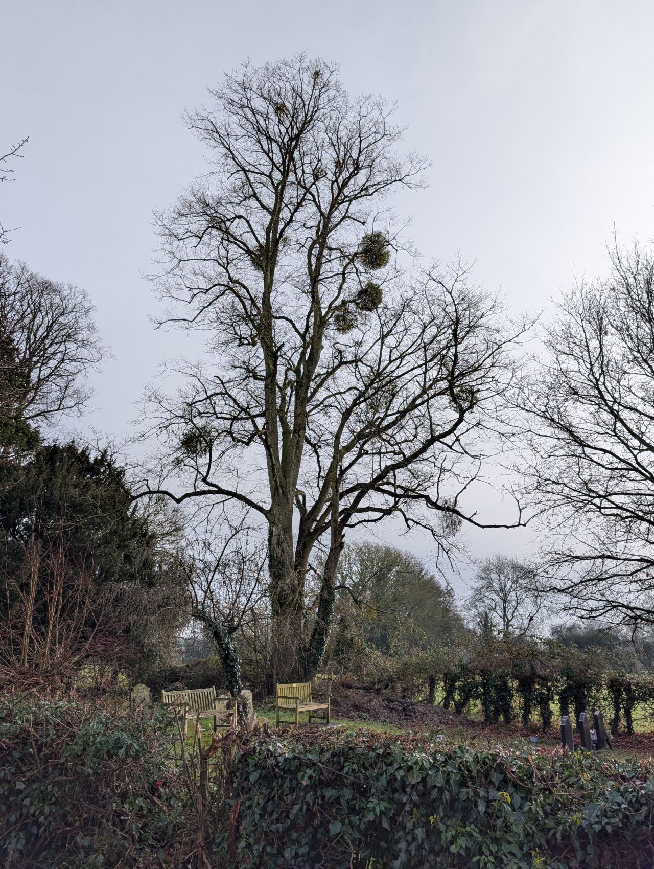 2026-01-28 18 Alburgh All Saints.jpg