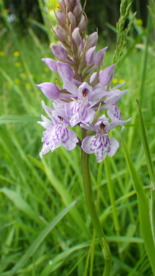 2019-06-05 14 Wild Meadow Orchid.JPG