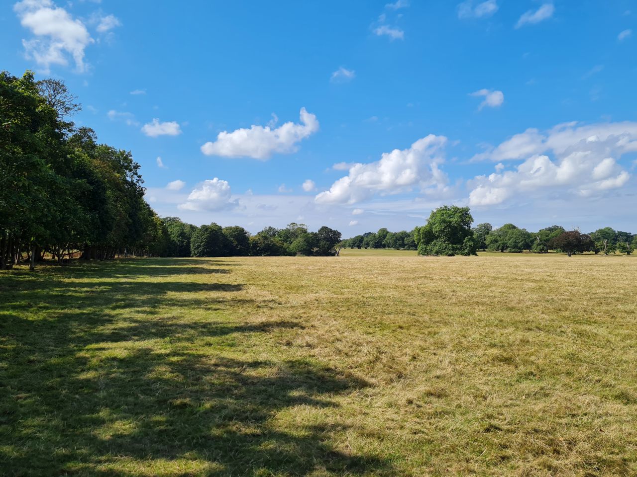 2024-09-04 17 Henham Park.jpg