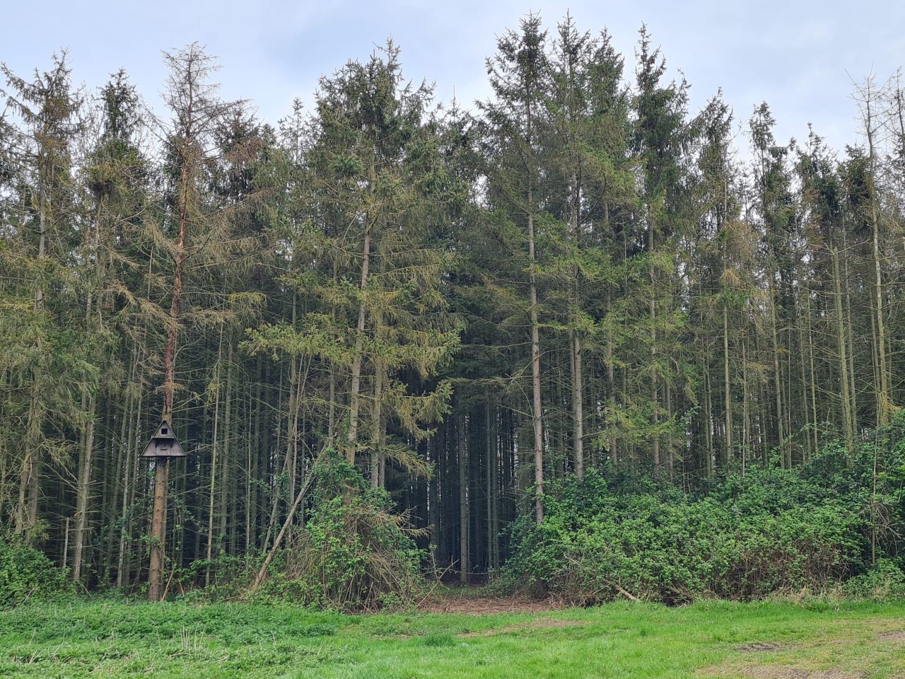 2025-04-19 04 Norton Little Green and Hunston.jpg