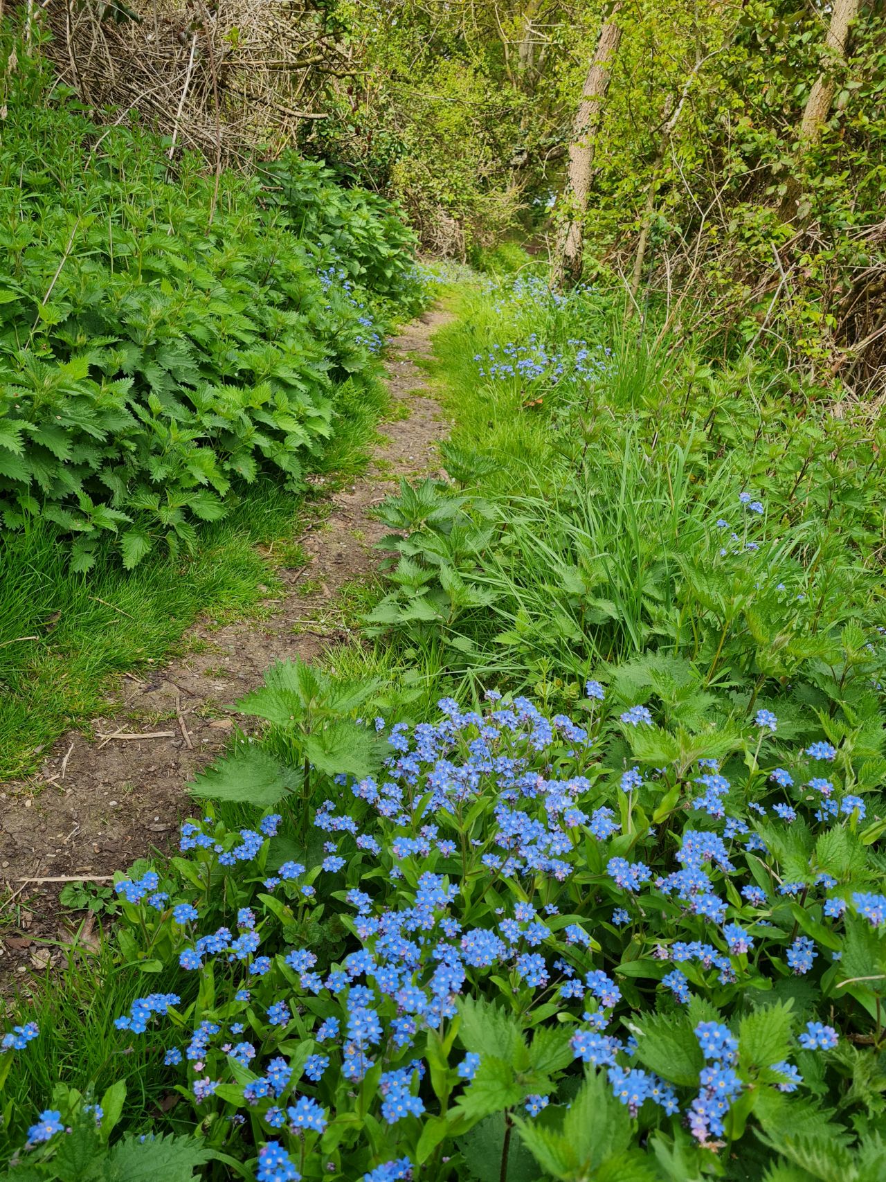 2025-04-19 06 Norton Little Green and Hunston.jpg