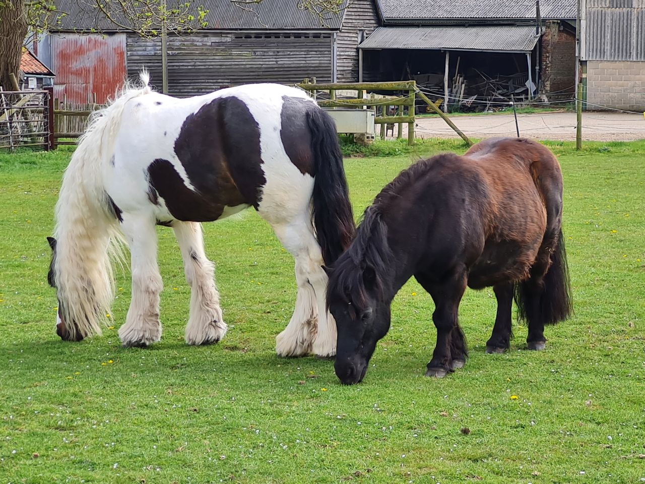 2025-04-19 19 Norton Little Green and Hunston.jpg