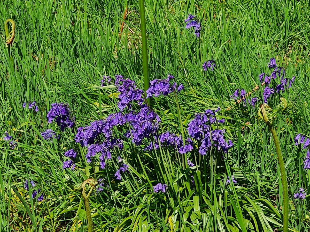 2025-05-02 15 Wickham Market to Saxmundham.jpg