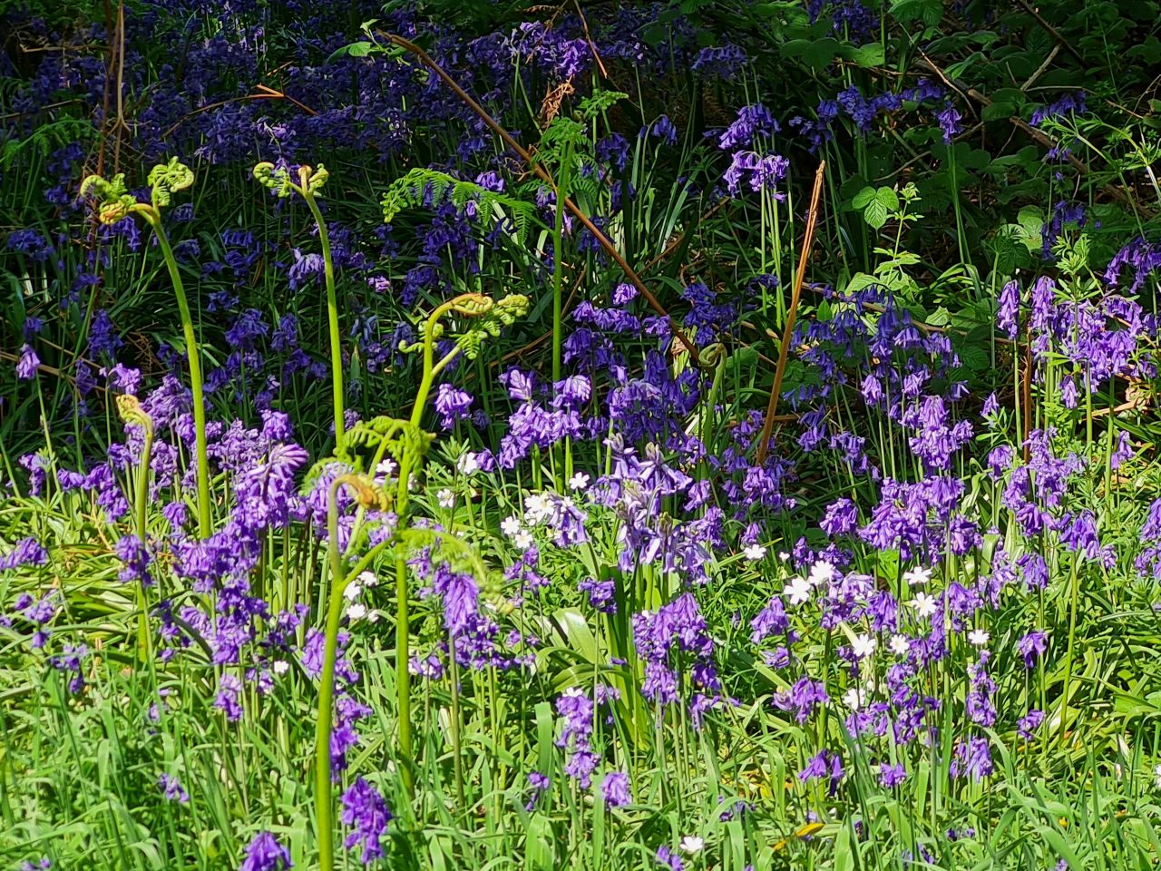 2025-05-02 16 Wickham Market to Saxmundham.jpg