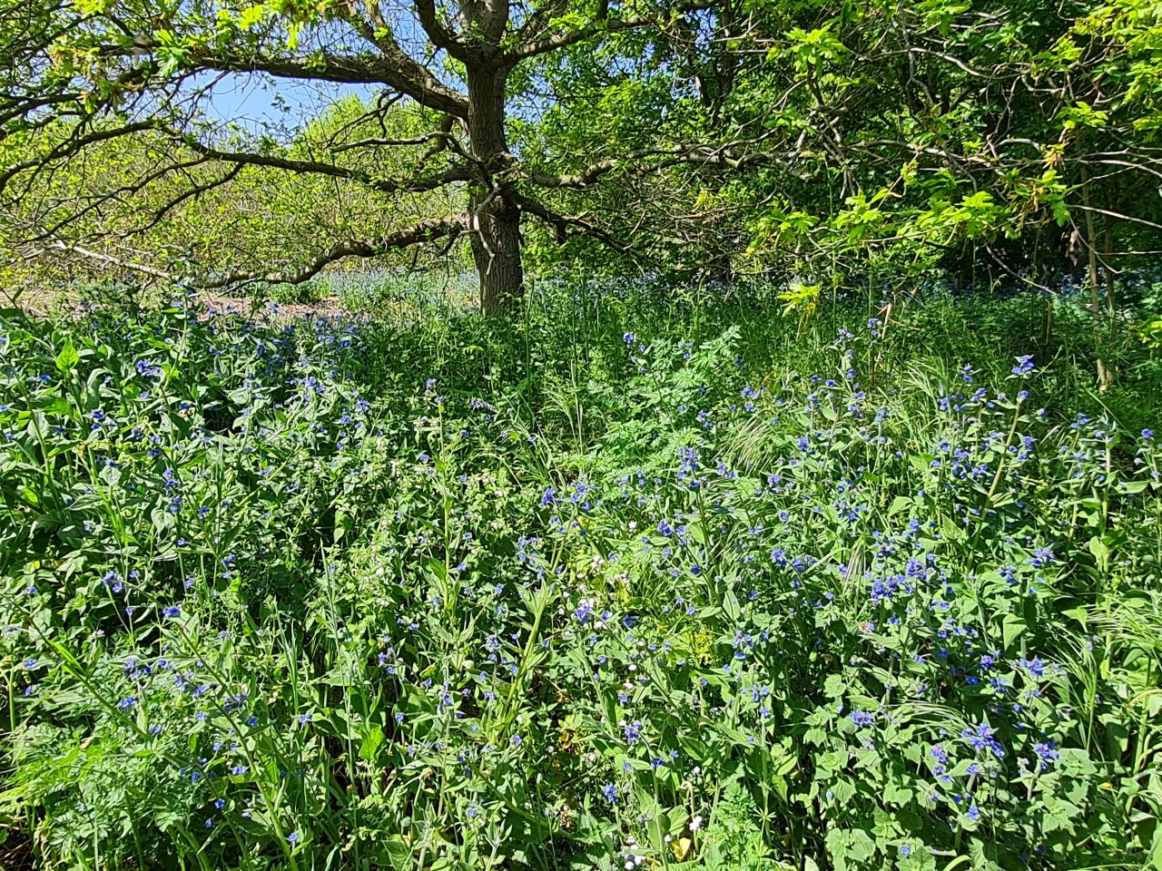 2025-05-02 32 Wickham Market to Saxmundham.jpg