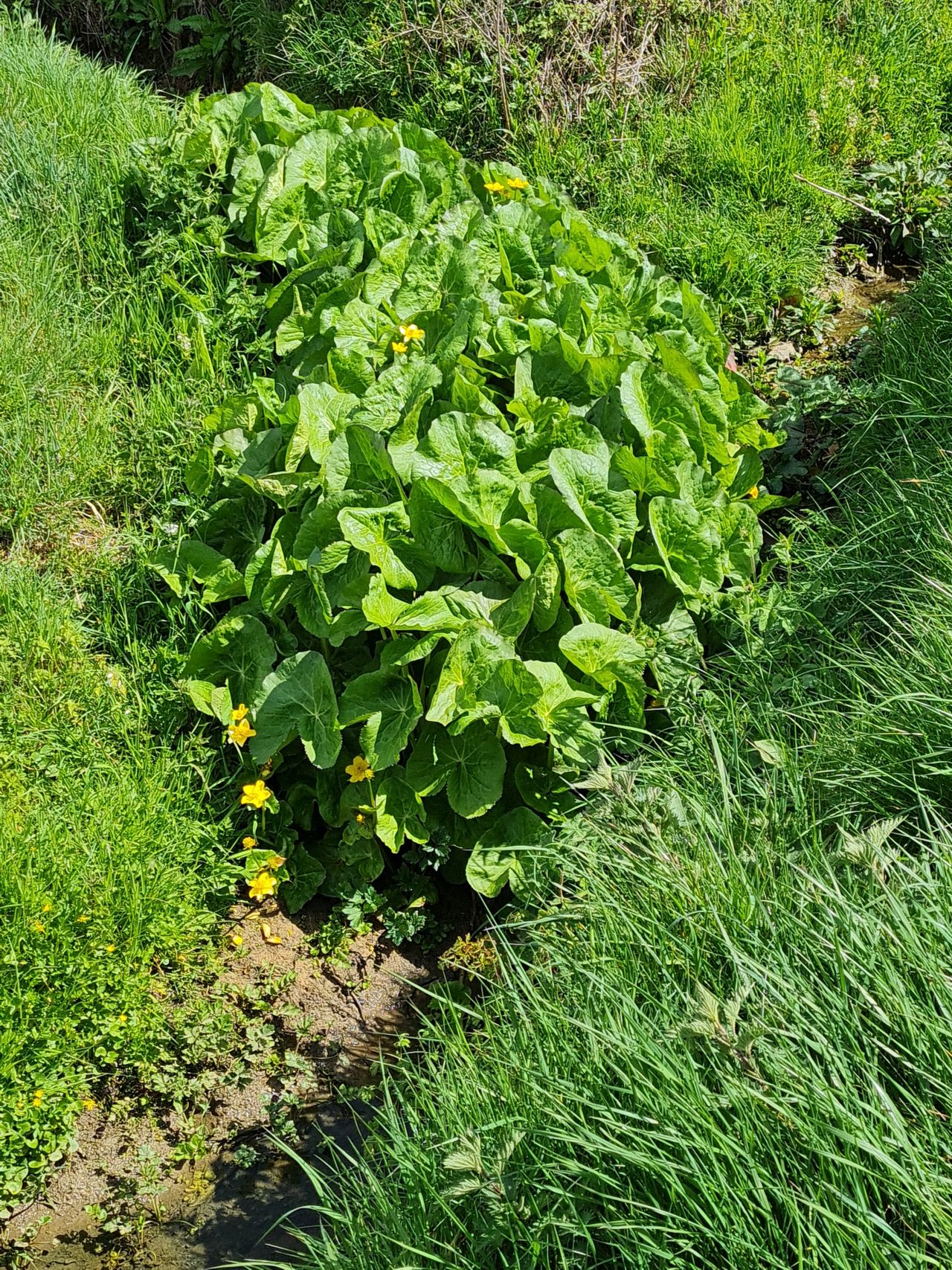 2025-04-22 03 Stowmarket.jpg