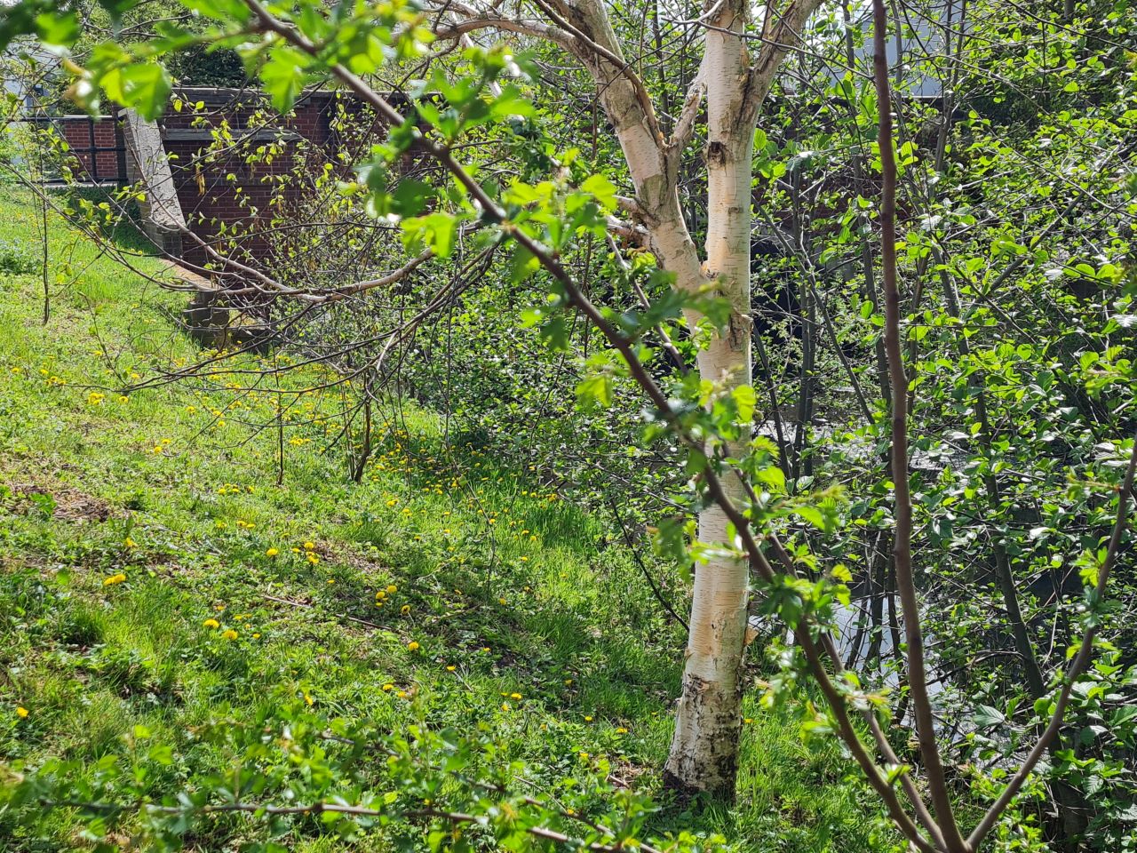 2025-04-22 36 Stowmarket.jpg