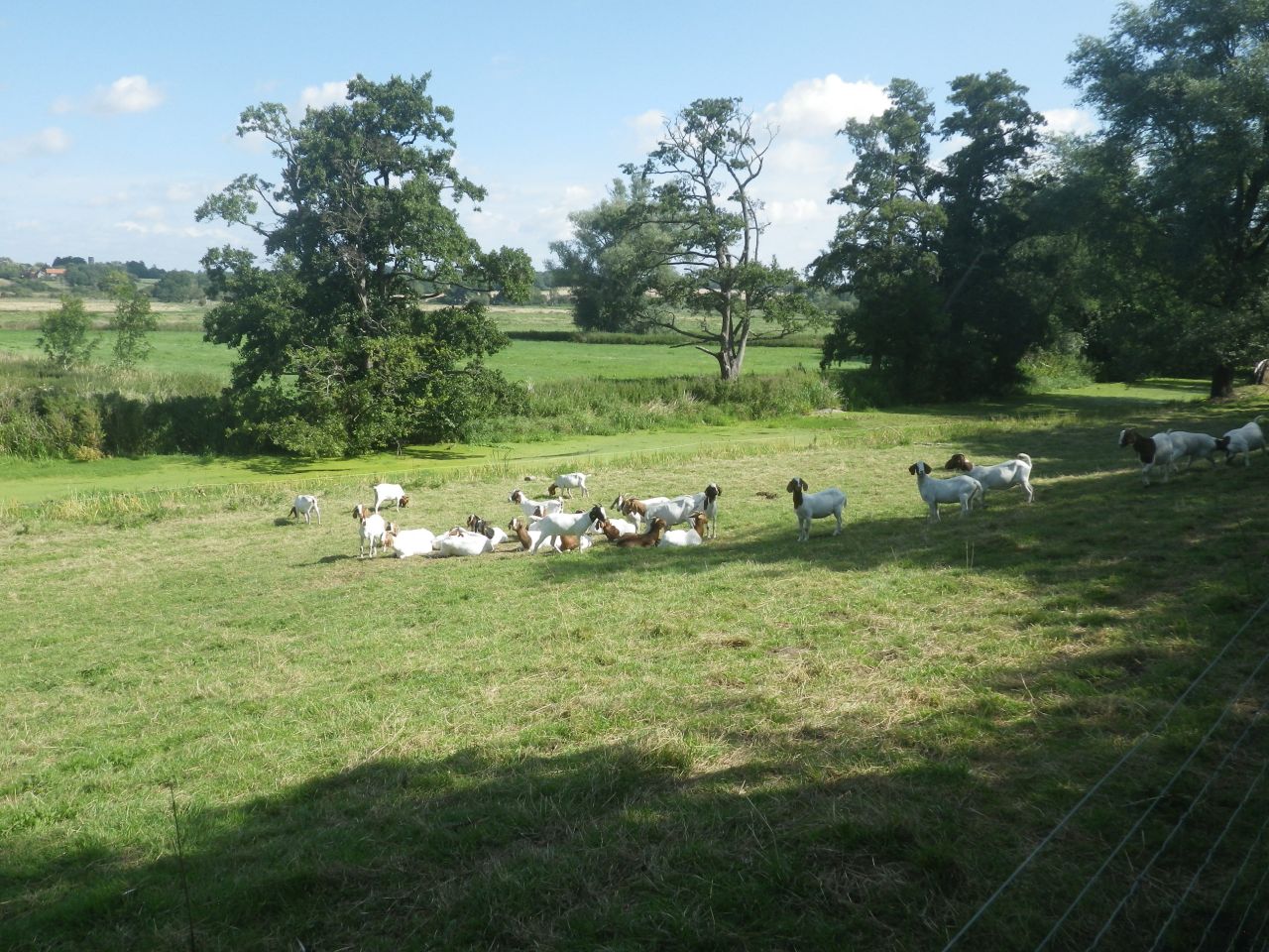 2025-08-10 10 Hoxne and South Green.jpg