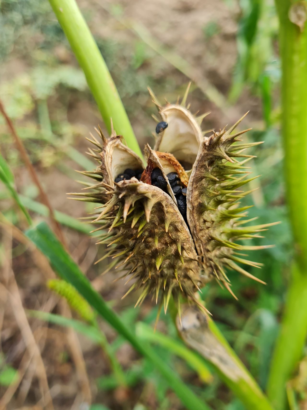 2024-09-18 49 Datura stramonium.jpg