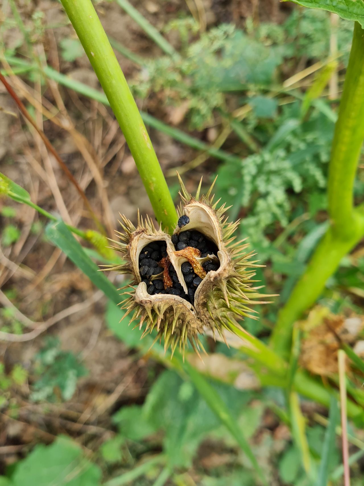 2024-09-18 50 Datura stramonium.jpg