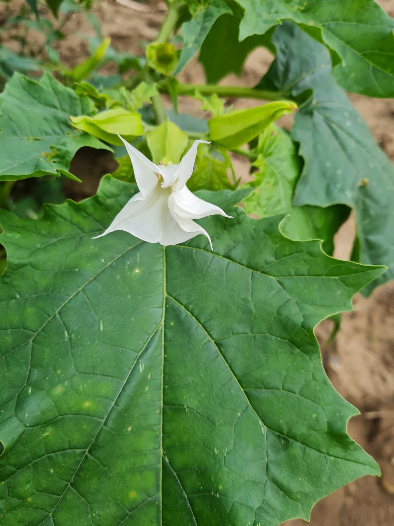 2024-09-18 52 Datura stramonium.jpg