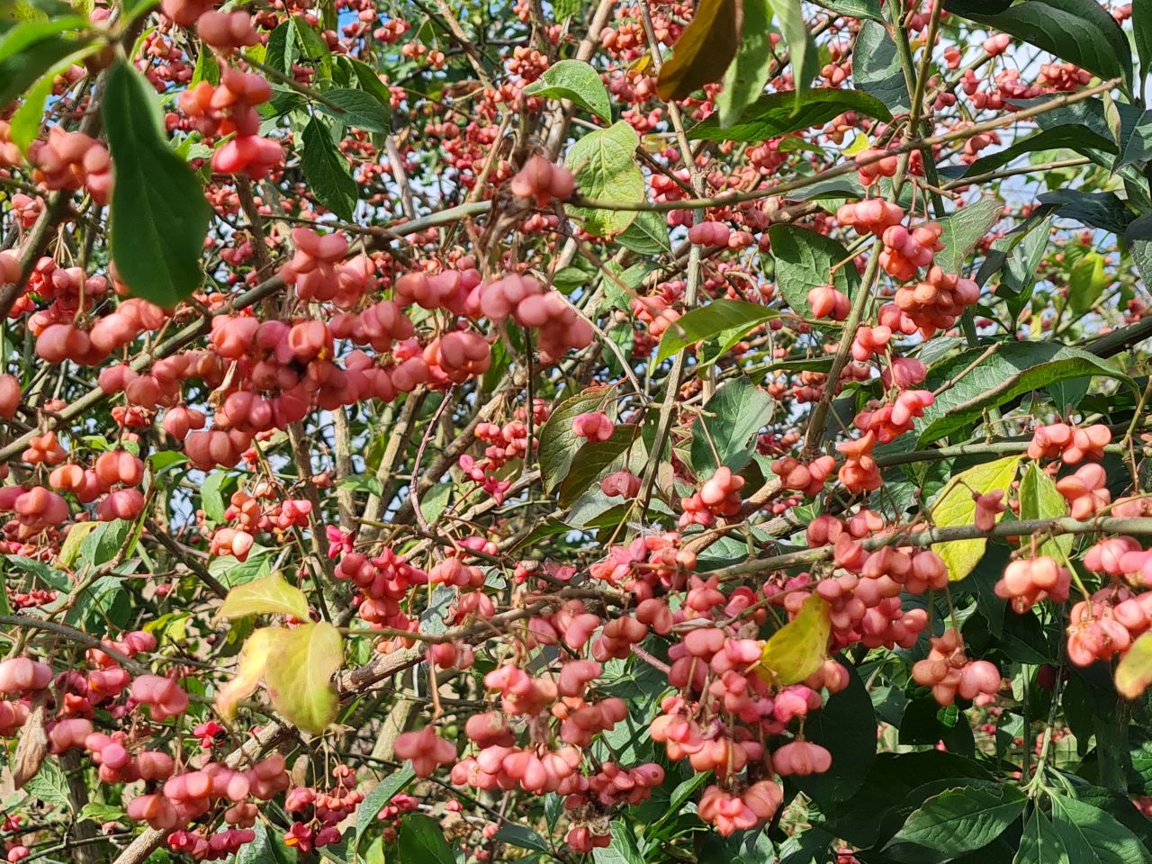 2024-09-18 55 Euonymus europaeus.jpg