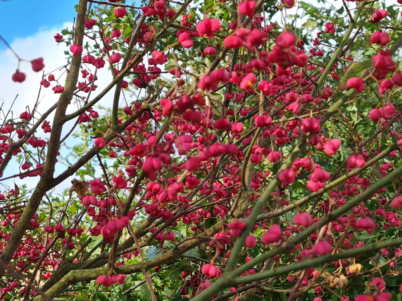 2024-09-18 56 Euonymus europaeus.jpg