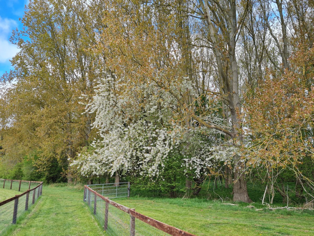 2025-04-24 14 Dagworth and Wetherden.jpg