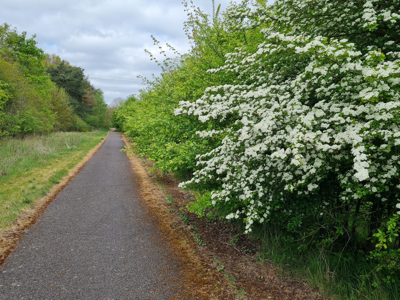 2025-04-24 17 Dagworth and Wetherden.jpg