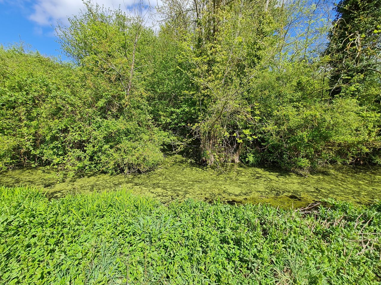 2025-04-24 36 Dagworth and Wetherden.jpg