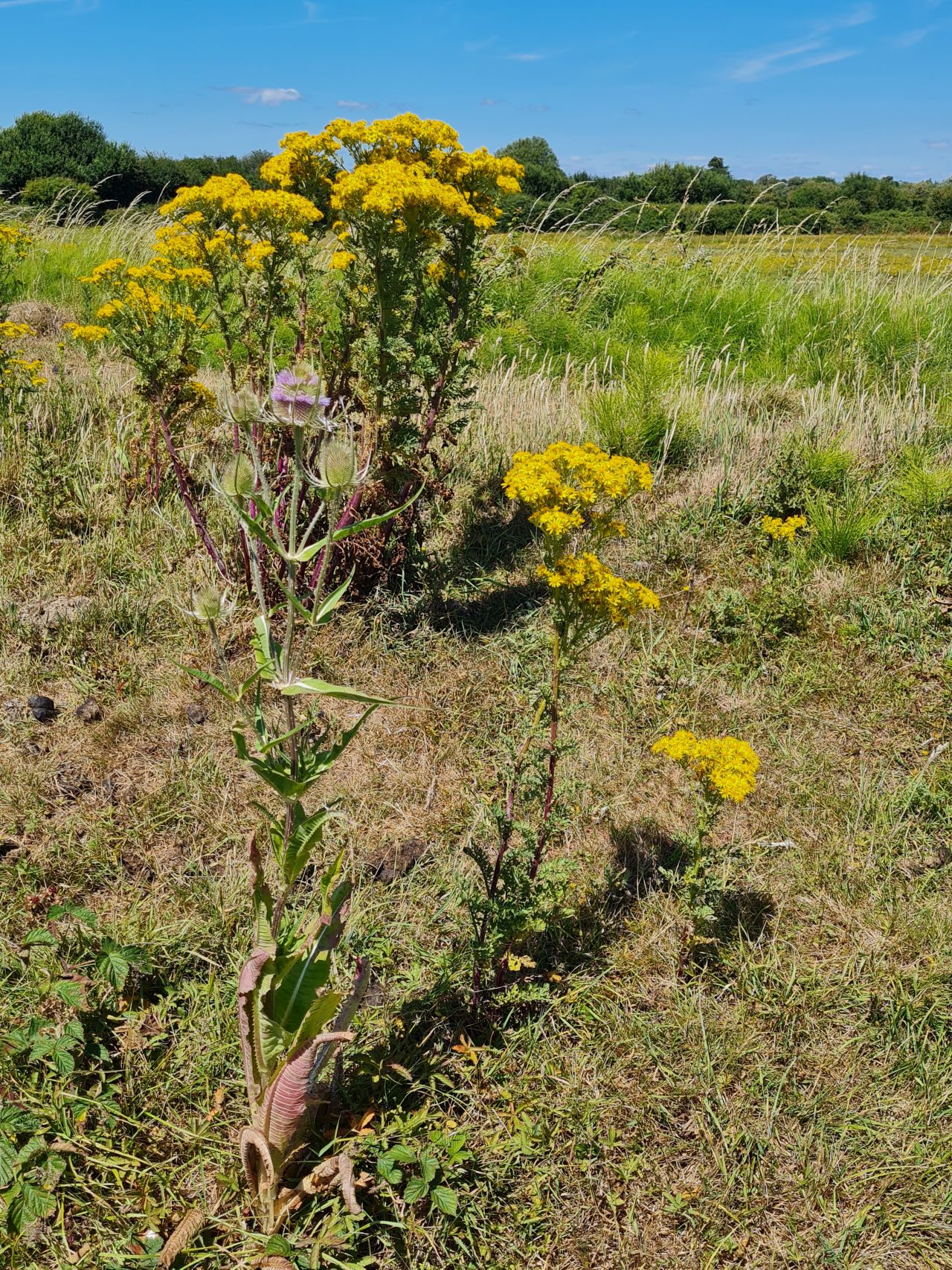 2025-07-09 04 Keyhaven and Lymington Marshes.jpg