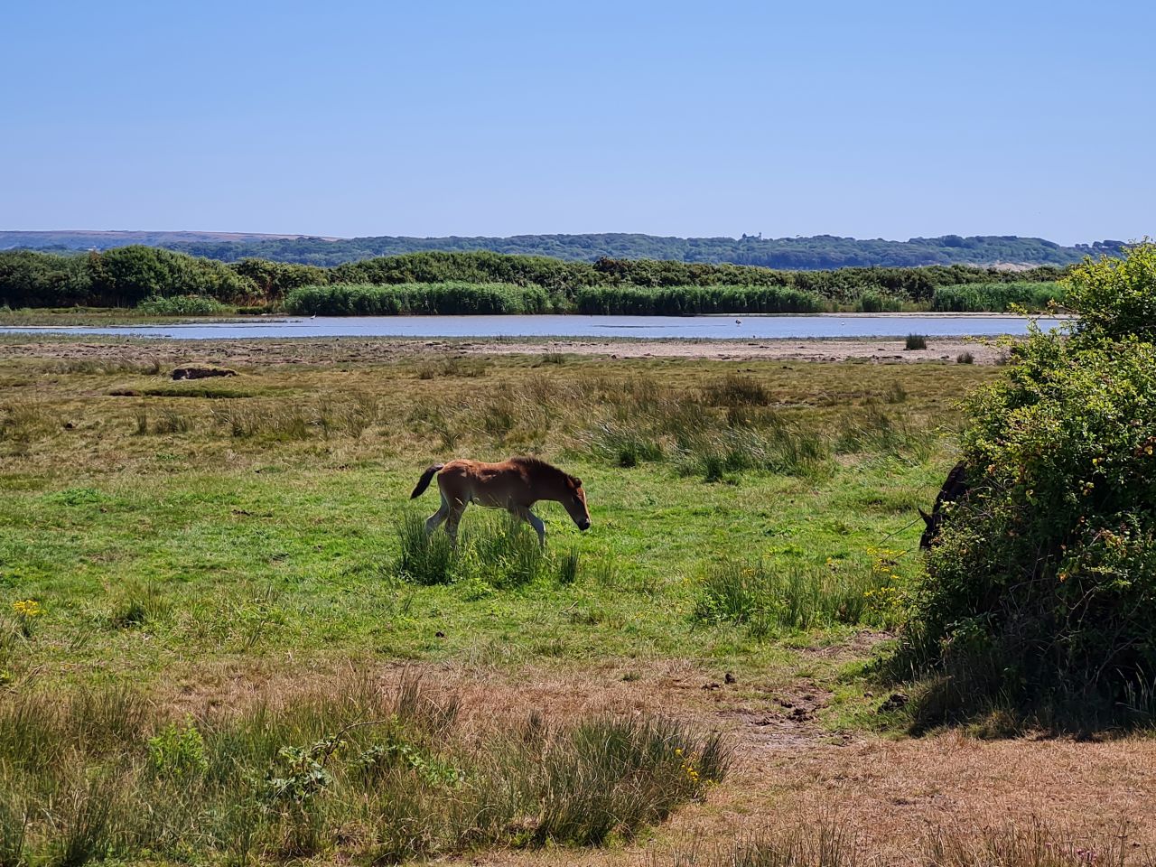 2025-07-09 05 Keyhaven and Lymington Marshes.jpg