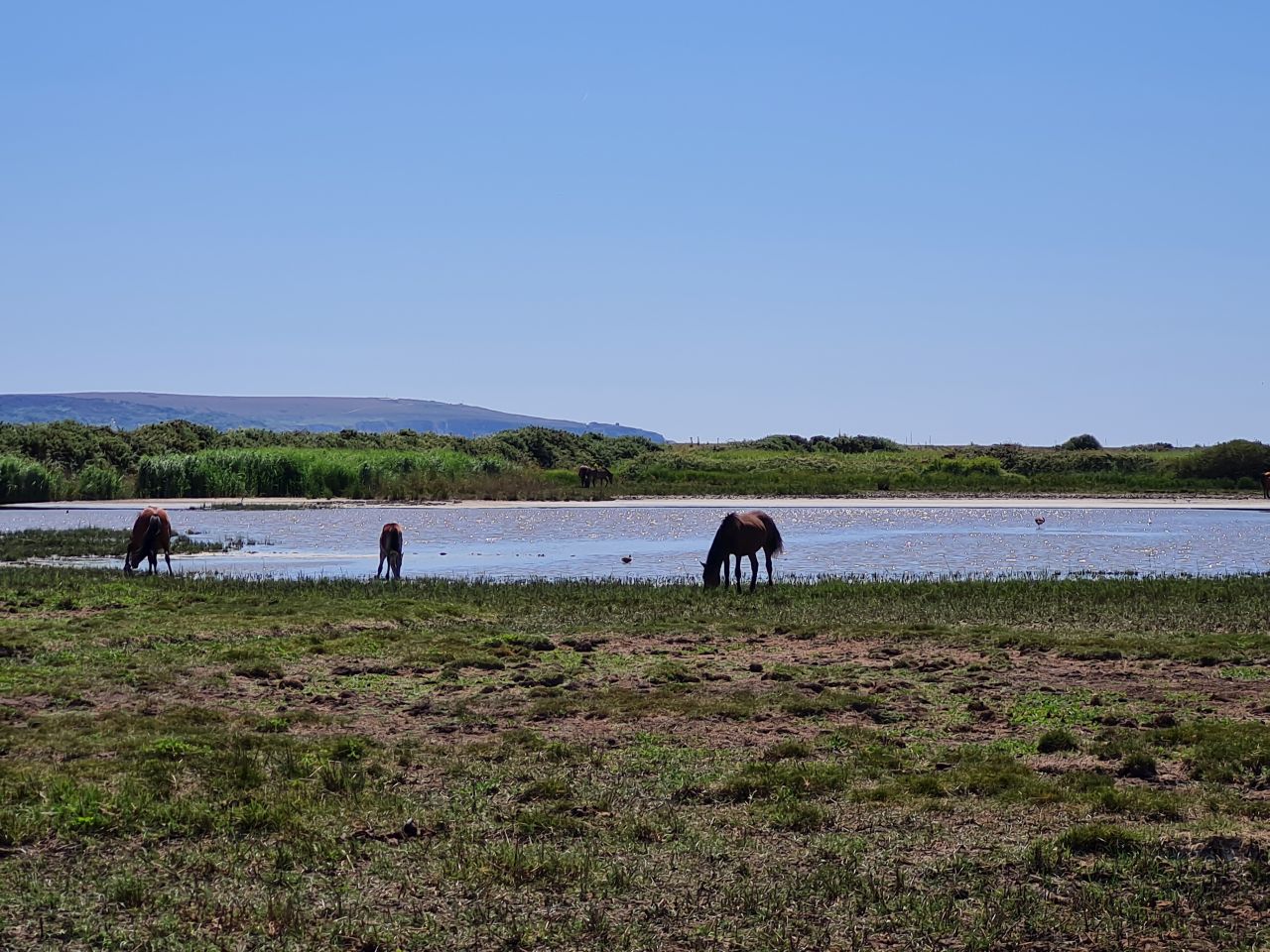 2025-07-09 07 Keyhaven and Lymington Marshes.jpg