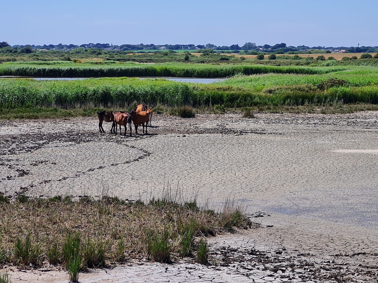 2025-07-09 16 Keyhaven and Lymington Marshes.jpg
