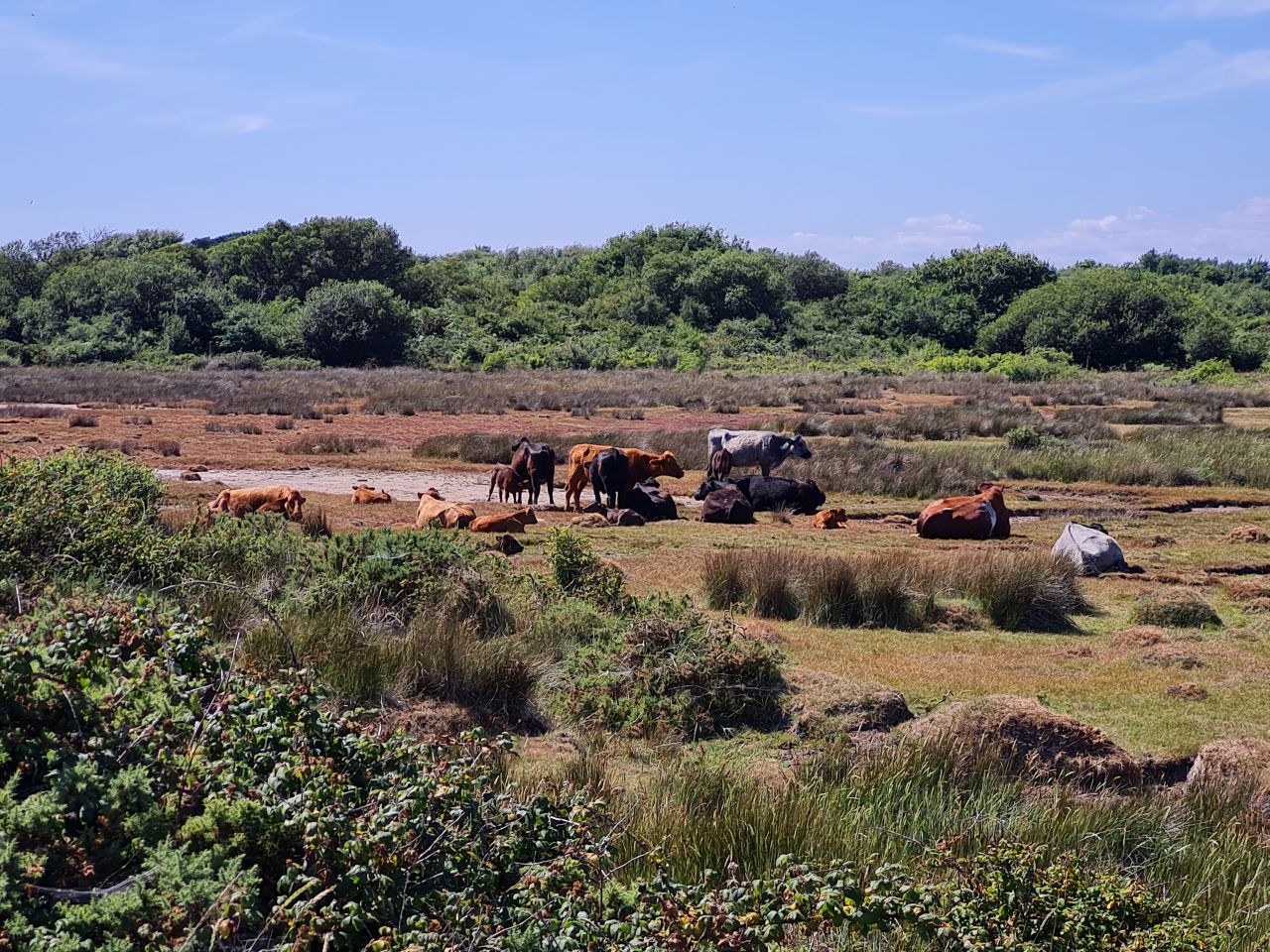 2025-07-09 20 Keyhaven and Lymington Marshes.jpg