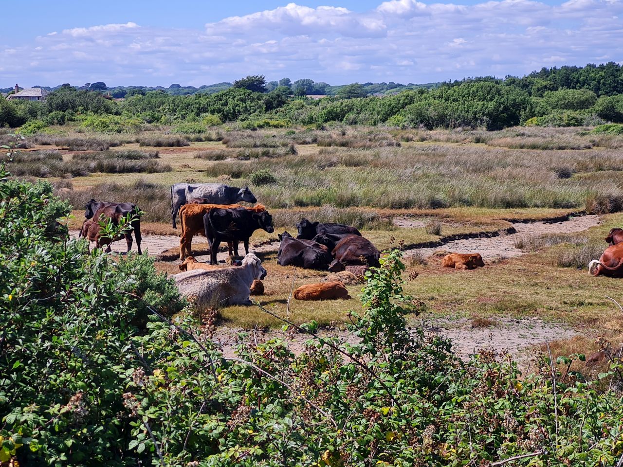 2025-07-09 22 Keyhaven and Lymington Marshes.jpg