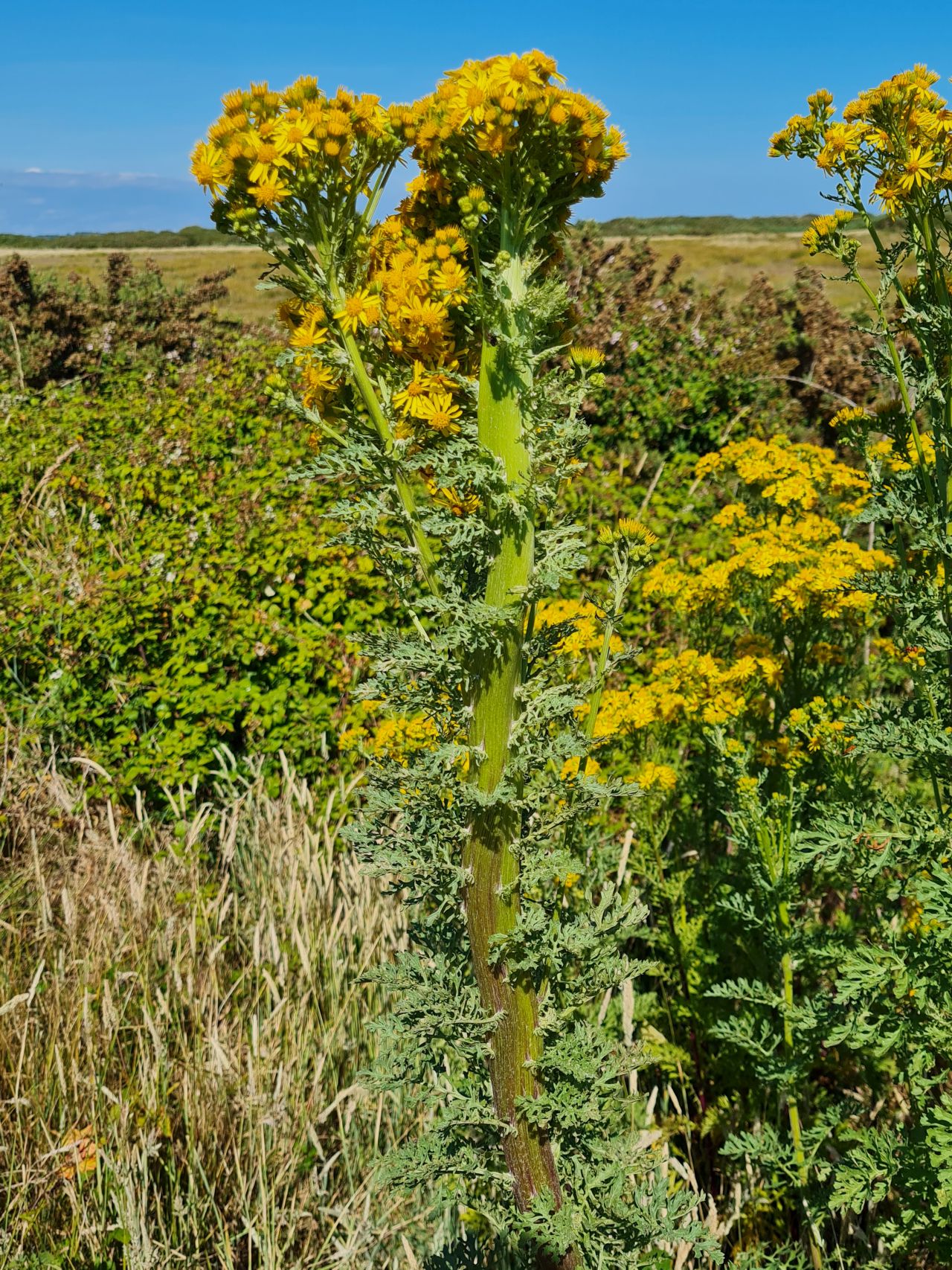 2025-07-09 28 Keyhaven and Lymington Marshes.jpg