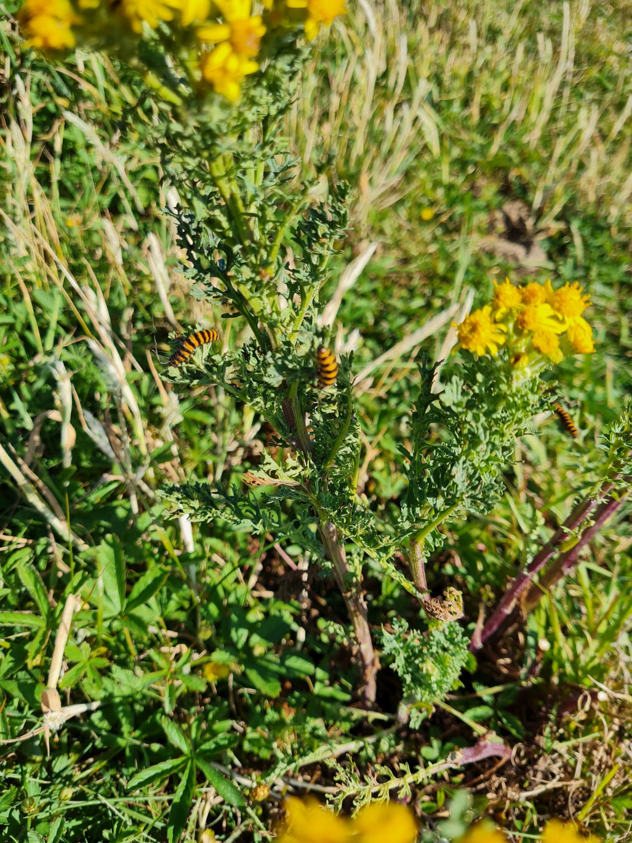 2025-07-09 29 Keyhaven and Lymington Marshes.jpg
