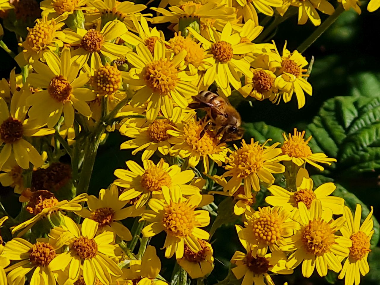 2025-07-09 31 Keyhaven and Lymington Marshes.jpg
