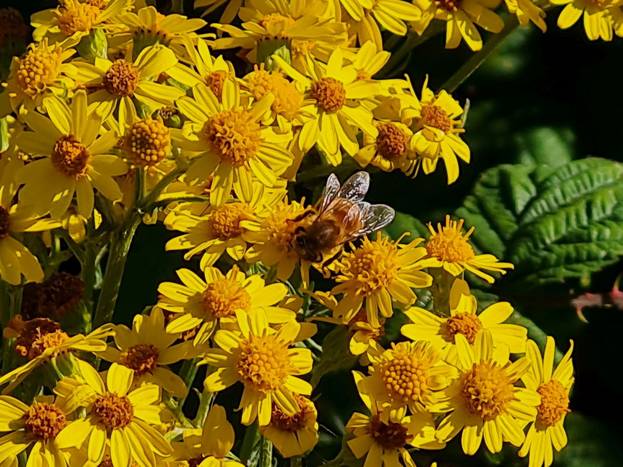 2025-07-09 32 Keyhaven and Lymington Marshes.jpg