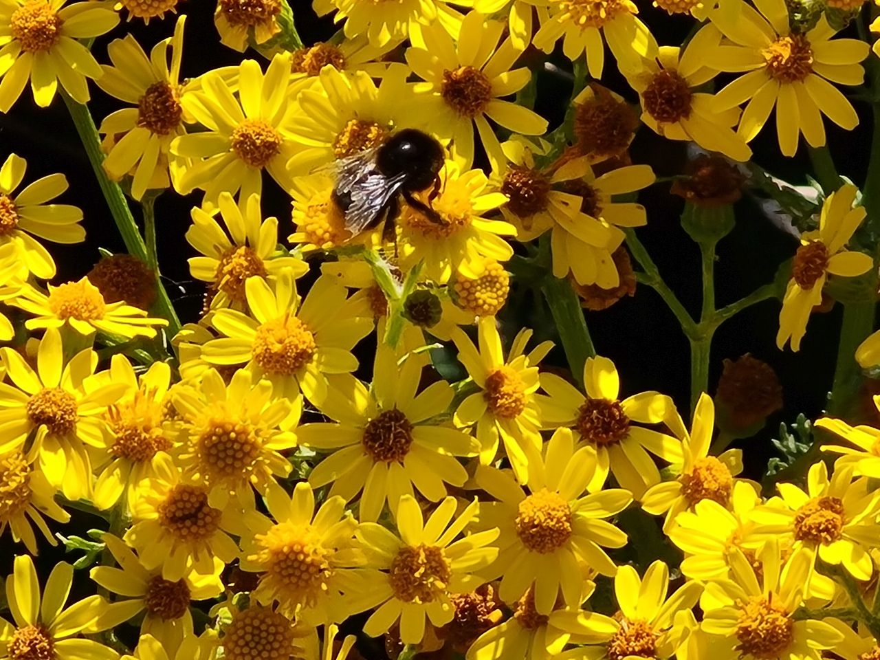 2025-07-09 33 Keyhaven and Lymington Marshes.jpg