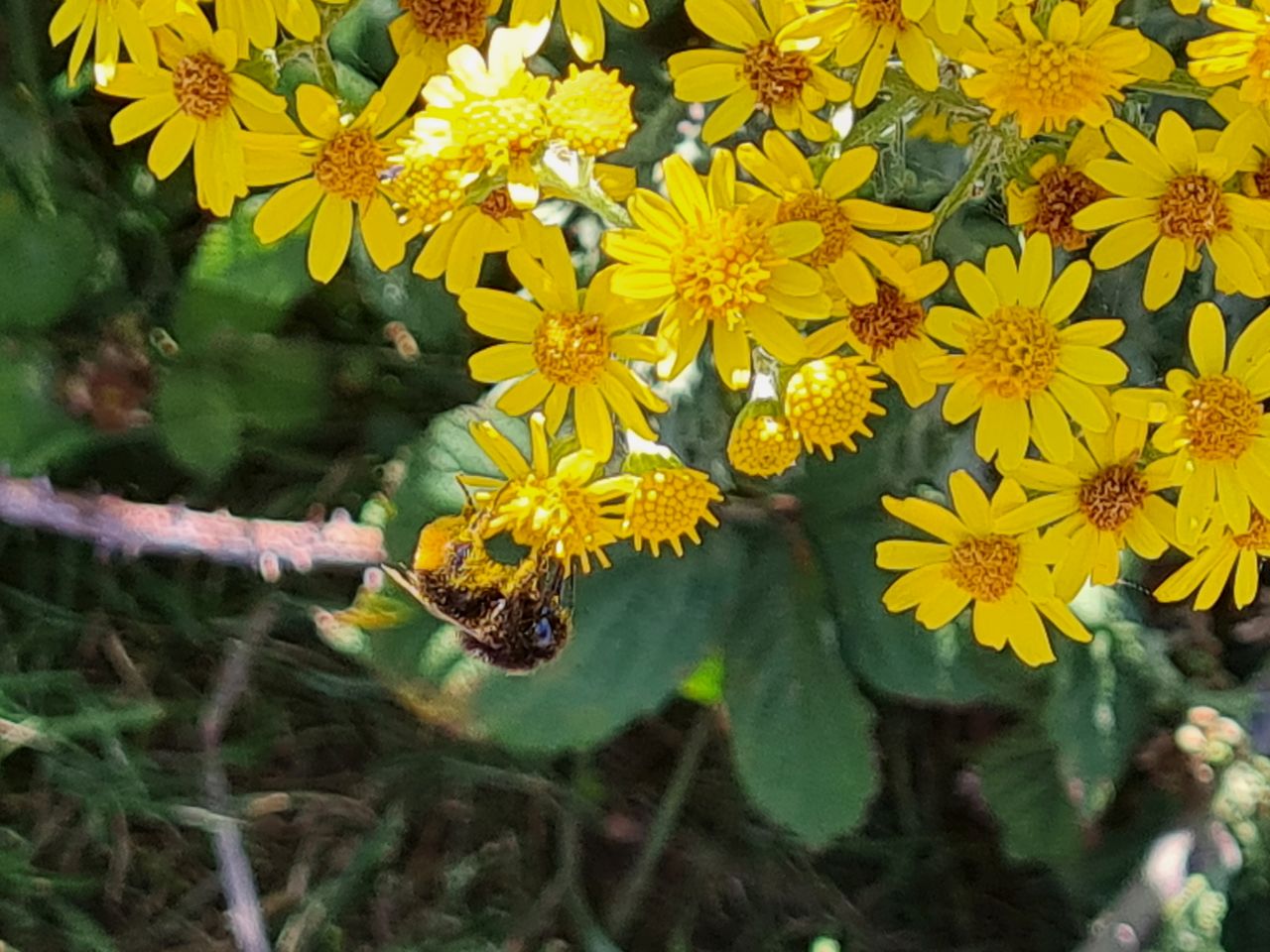2025-07-09 34 Keyhaven and Lymington Marshes.jpg