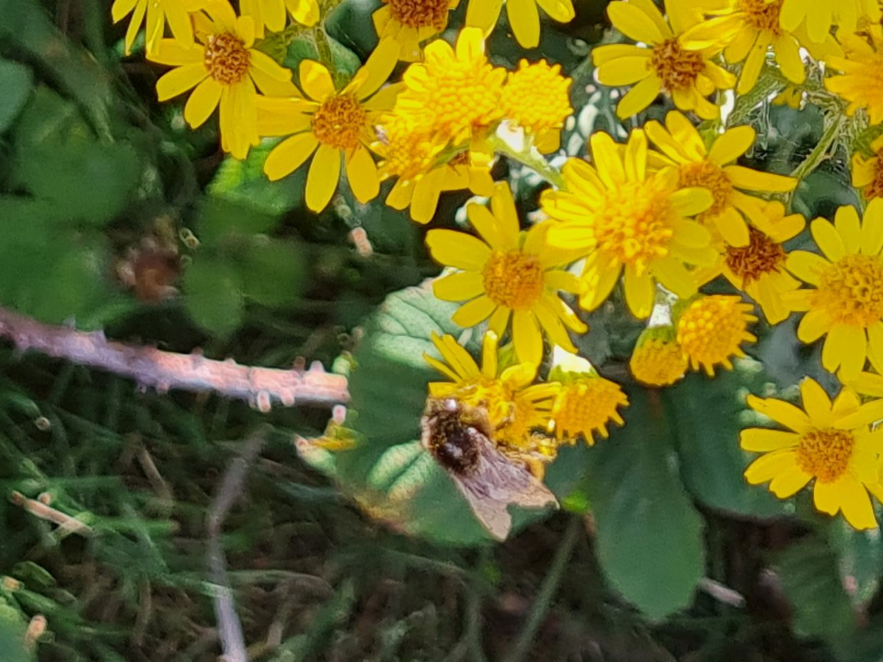 2025-07-09 35 Keyhaven and Lymington Marshes.jpg