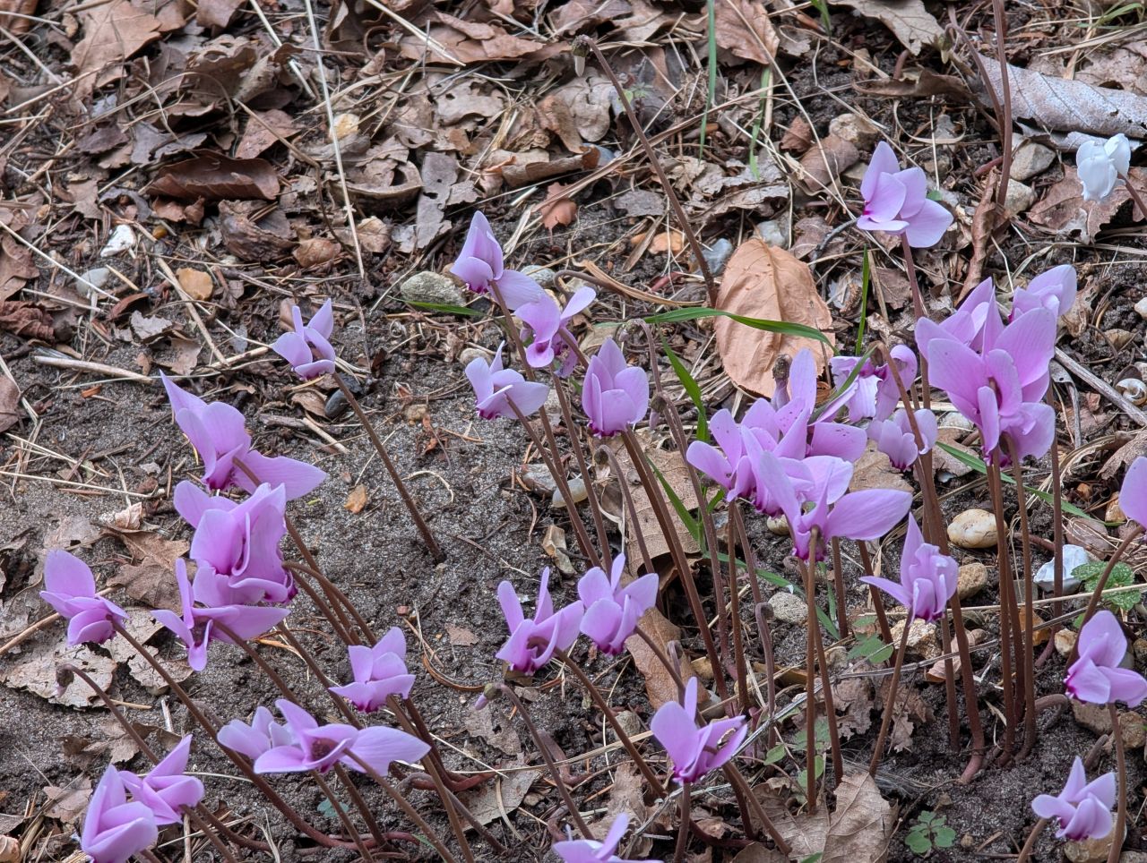 2025-08-21 25 Stoke Holy Cross and Shotesham.jpg