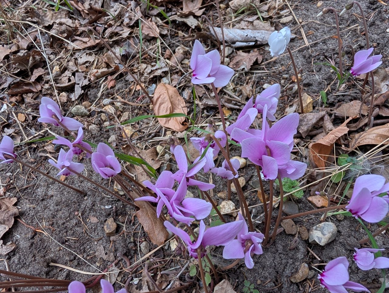 2025-08-21 26 Stoke Holy Cross and Shotesham.jpg